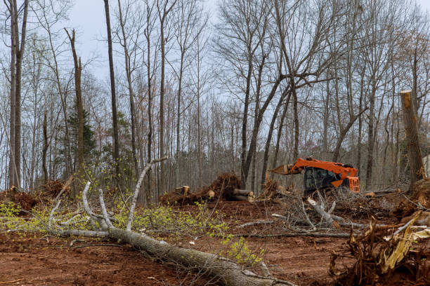 How Our Tree Care Process Works  in  Cumberland Hill, RI