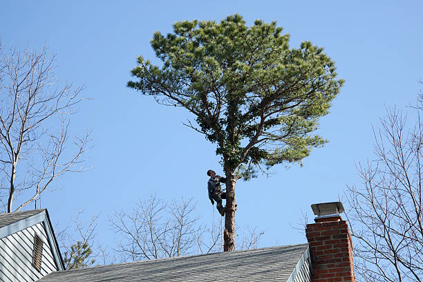 Trusted Cumberland Hill, RI Tree Removal Services Experts